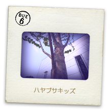 ハヤブサキッズ